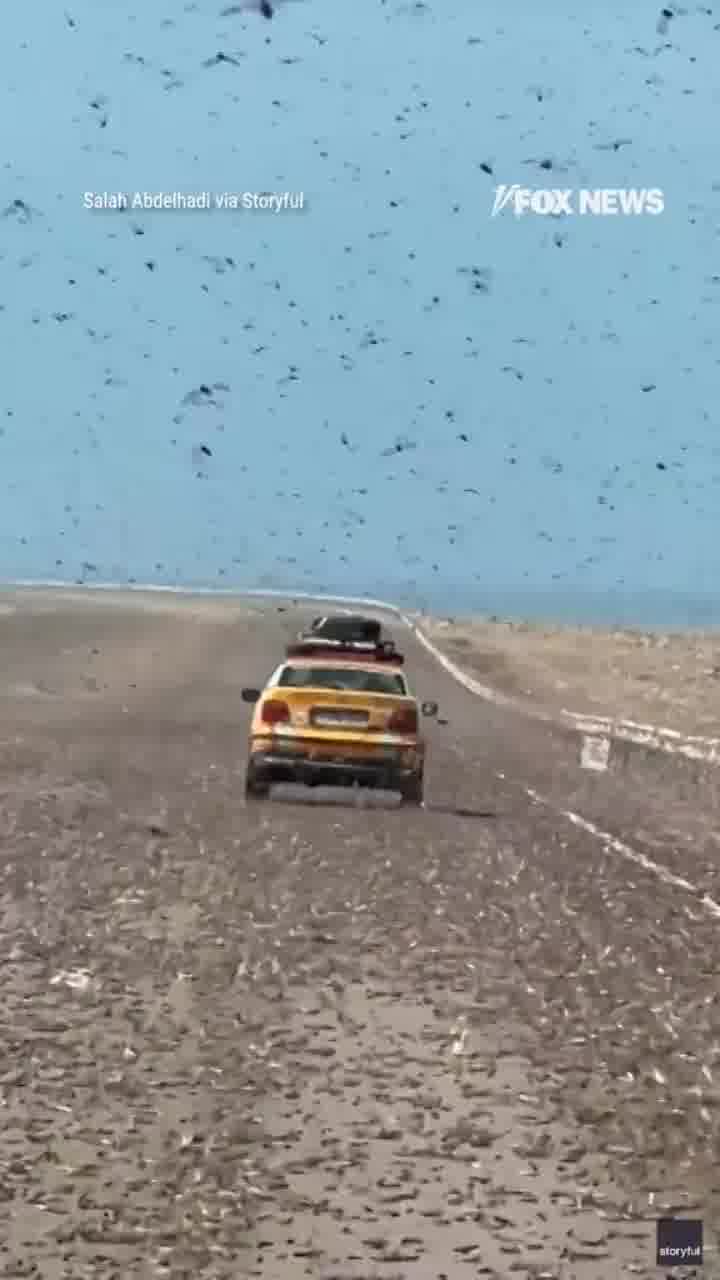 כביש באזור הסהרה מכוסה במשהו שנראה כמו מכת מצרים