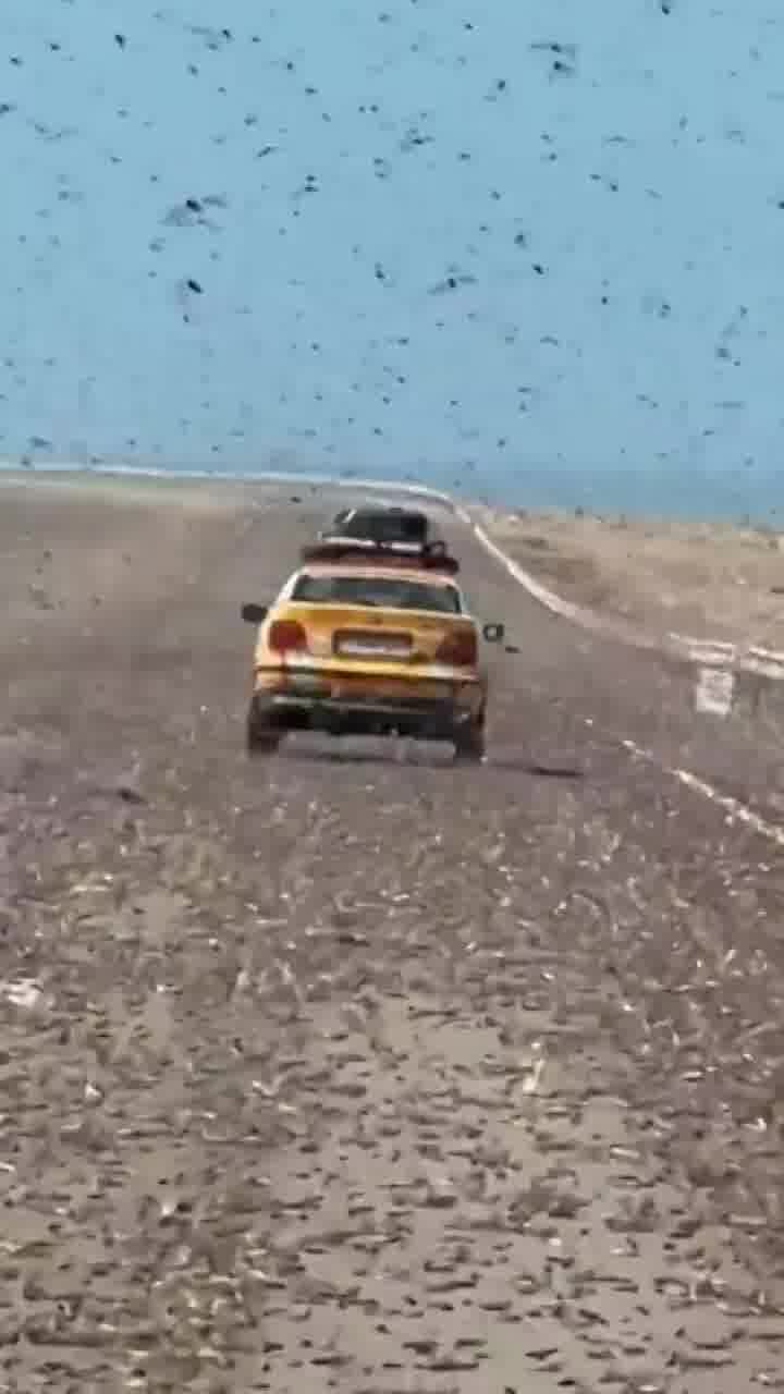 נחיל ארבה משתולל בצפון אפריקה