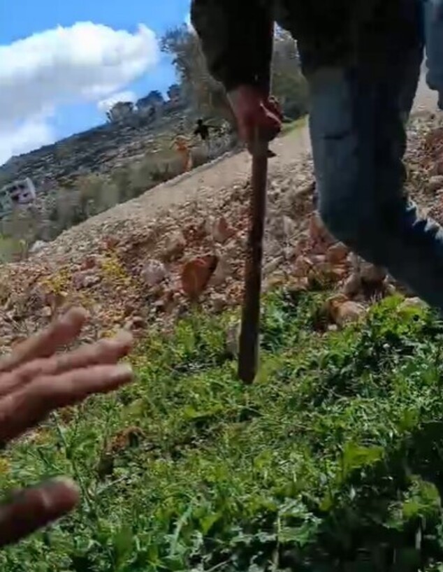 פעילי שמאל ישראלים הותקפו באלות ליד קוצרה