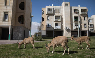 מצפה רמון דירות (צילום: הדס פארוש, פלאש 90)