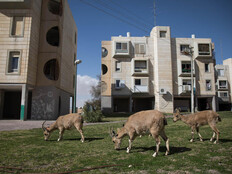 מצפה רמון דירות