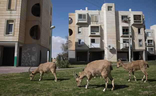 מצפה רמון דירות (צילום: הדס פארוש, פלאש 90)