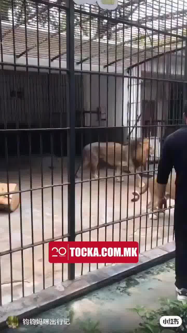 התקרבה הרבה יותר מדי לכלוב האריות - והצטערה על זה מיד