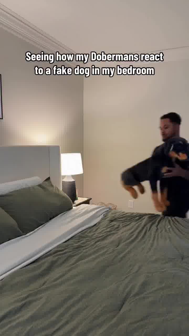 הביא הביתה בובה של כלב, וככה הגיבו הדוברמנים שלו