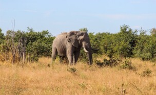 פיל בוטסואנה אפריקה (צילום: Boitumelo Seth-Sethoko, shutterstock)