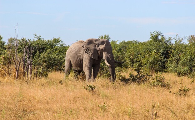 פיל בוטסואנה אפריקה פיל בוטסואנה אפריקה
