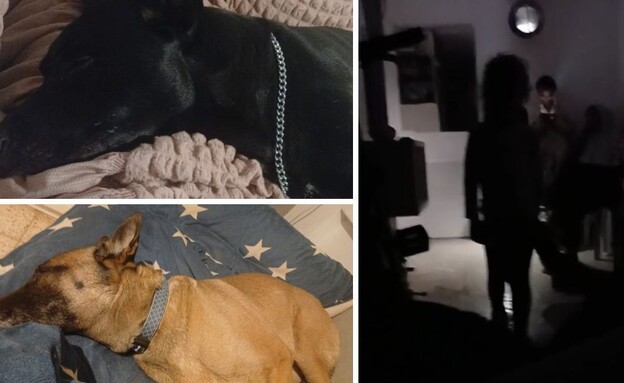 הכלבים חנית ותפוז ומקלט המריבה