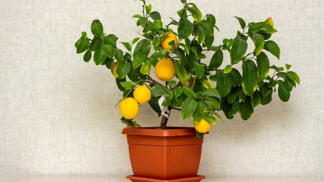 לימון פונדרוסה 