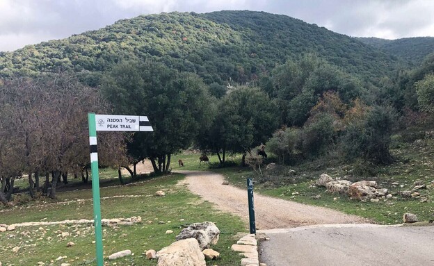 שמורת הר מירון  (צילום: מירב טלמור-קשי)