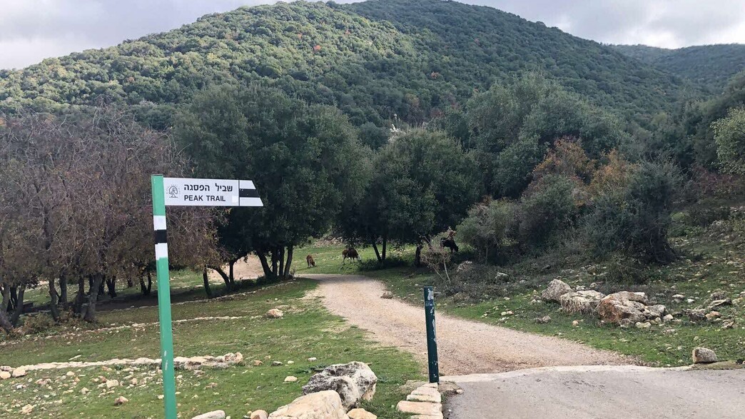 שמורת הר מירון 