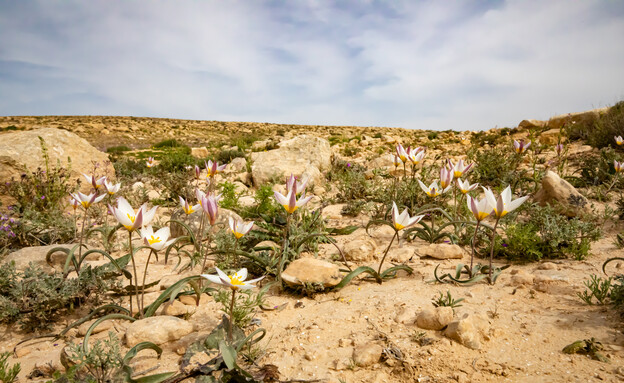 פרחים בורות לוץ