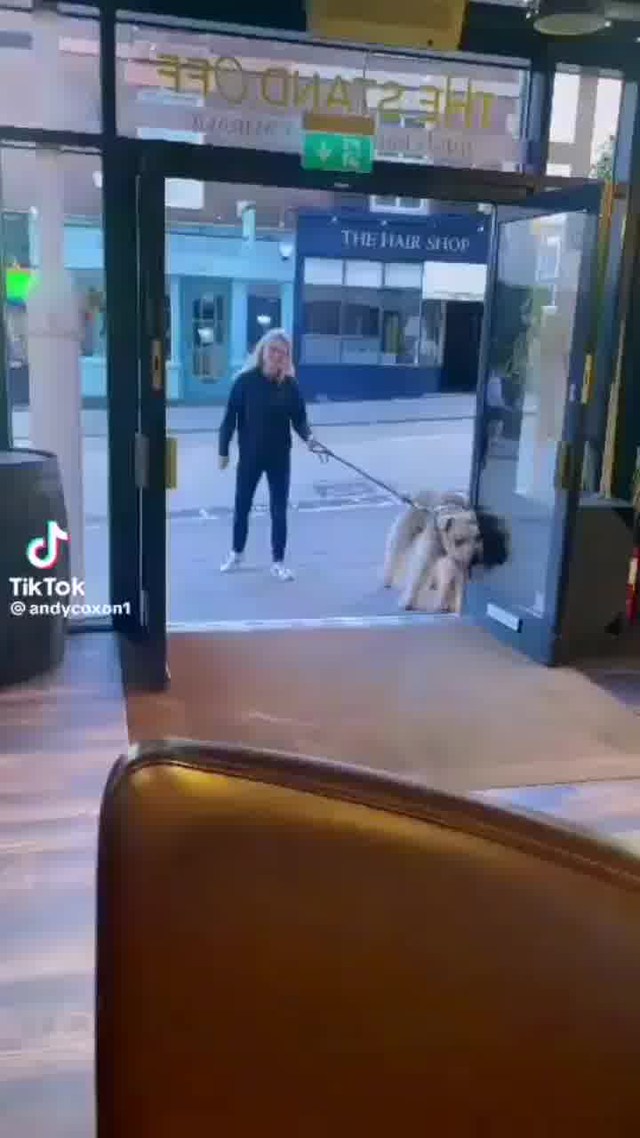הכלב רגיל לעשות טיול עם האבא, והאבא תמיד עוצר בפאב לשתות בירה