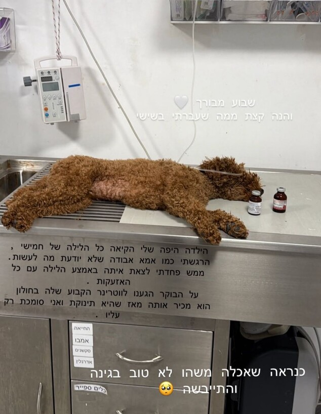 יעל שלביה ותות