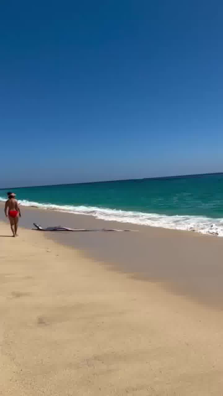 שני דגי משוט נשטפו אל חופי מערב מקסיקו... ואתם יודעים מה זה אומר, נכון? 