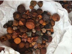 אבני כיס מרה של פרה