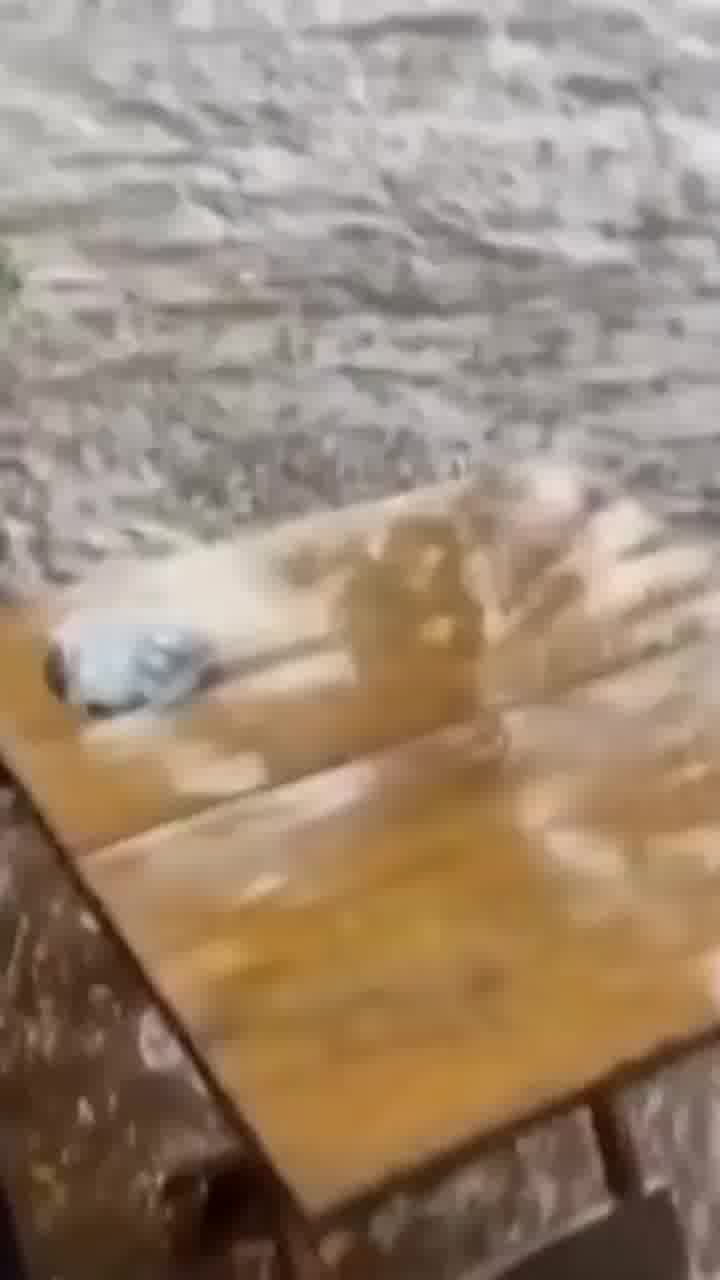 הרוח האנושית היא בלתי מנוצחת