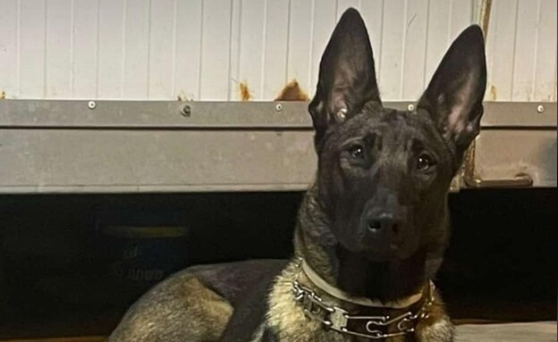 הכלב שנורה בחריש