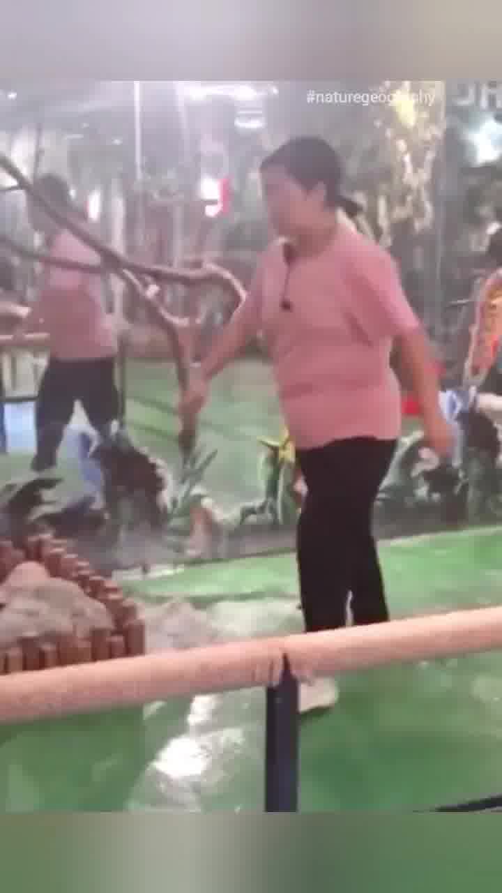 מה עושים אם שקנאי מחליט לבלוע יונה? בבקשה