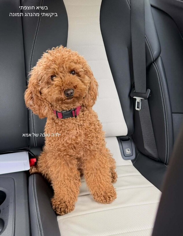 הכלבה של אן אברהמי במונית