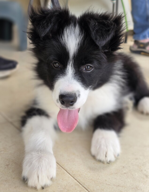 תמונות שצולמו בגלקסי S26 אולטרה