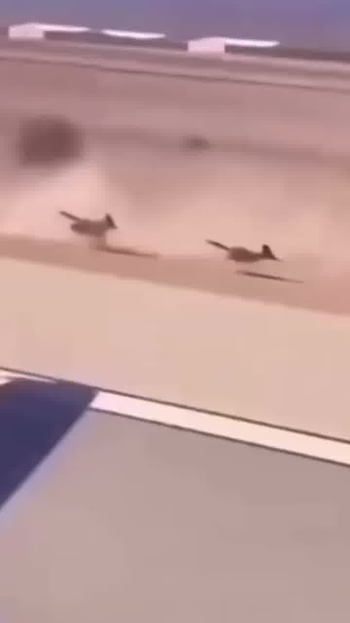 לוני טונס: הגרסה האמיתית