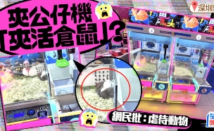 מכונת ארקייד עם אוגרים (צילום: South China Morning Post)