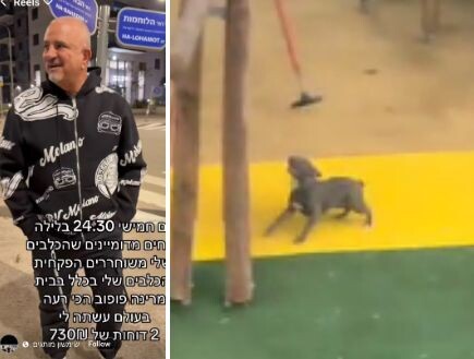 "שמשון מותגים" מסתבך שוב: כלבי הפיטבול של אילן טביב הוחרמו לאחר שהטילו אימה על תושבים בראשון לציון