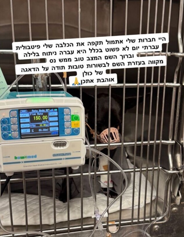 הכלבה של אנג'ל ברנס הותקפה