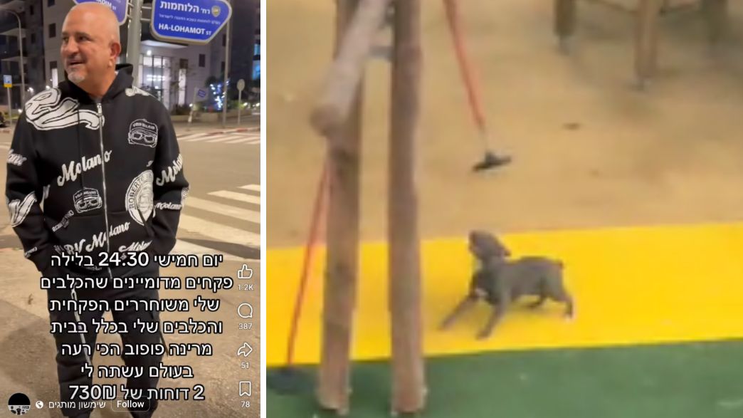 שמשון מותגים והכלב שתועד משוחרר בגינת משחקים