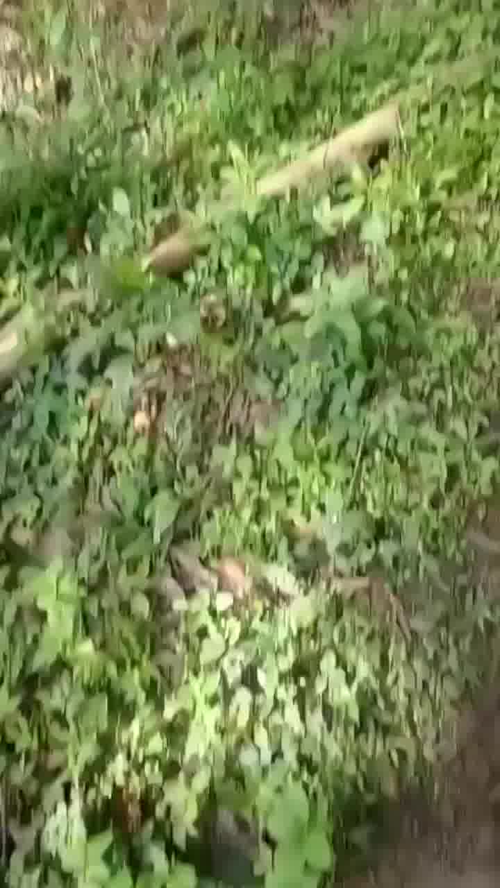 ארון קבורה, הרבה אנשים וגשר חבלים. מה כבר יכול להשתבש