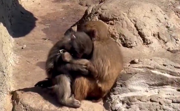 פאנץ' הקוף ובת זוגתו החדשה פאנץ' הקוף ובת זוגתו החדשה