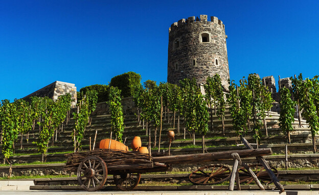 גיאורגיה יין כרם גיאורגיה יין כרם