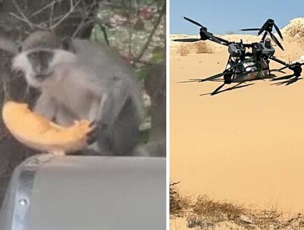 באמצעות רחפני ענק: סוחרי נשק הבריחו 25 קופי גנון מסיני