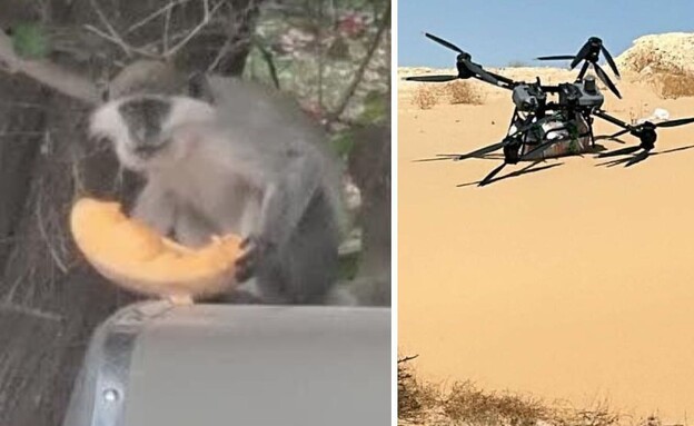 רחפן הברחה בגבול מצרים, קוף גנון