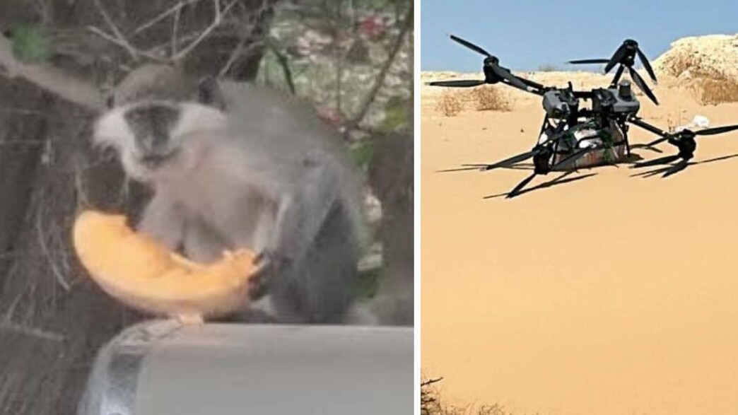 רחפן הברחה בגבול מצרים, קוף גנון רחפן הברחה בגבול מצרים, קוף גנון