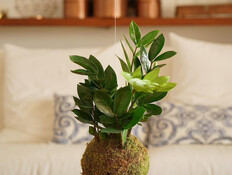 כליל (צילום: אלרן רוזנבאום KokedamasLove) כליל (צילום: אלרן רוזנבאום KokedamasLove)