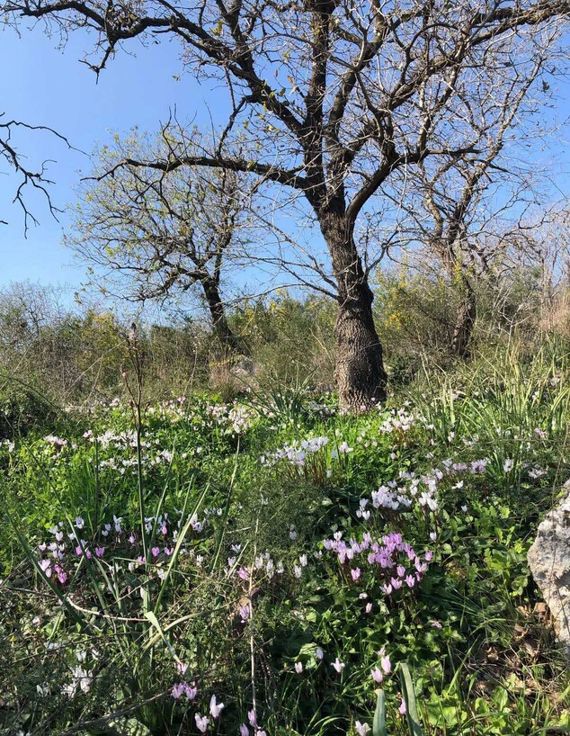 גבעת עדה יער אלות