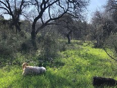 כלבים גבעת עדה יער אלות (צילום: מירב טלמור קשי)