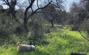 כלבים גבעת עדה יער אלות (צילום: מירב טלמור קשי)