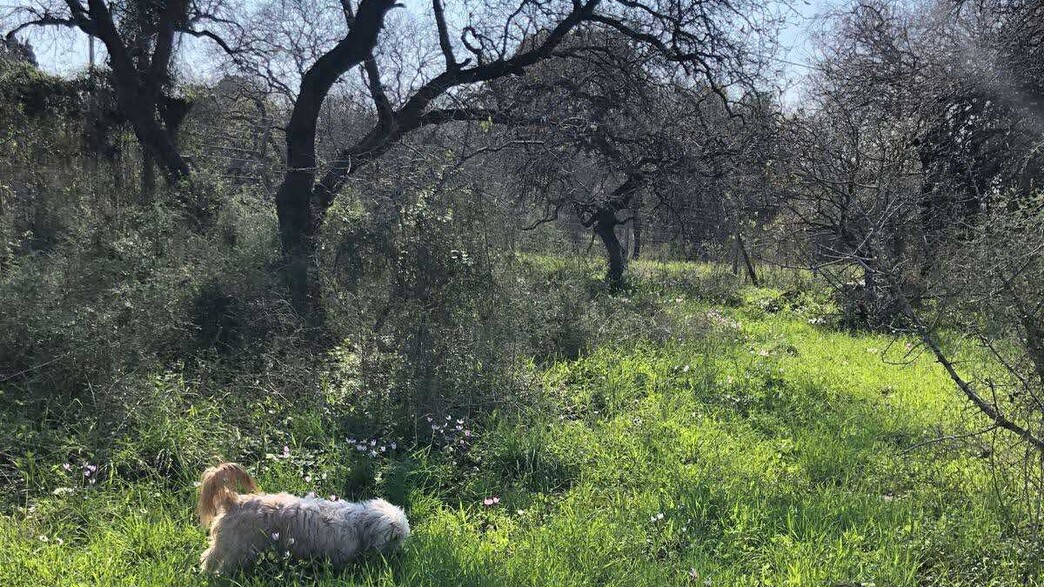 אחרי הסערה: טיול ירוק, אביבי וקליל ליד הבית - בעונה הכי יפה שיש