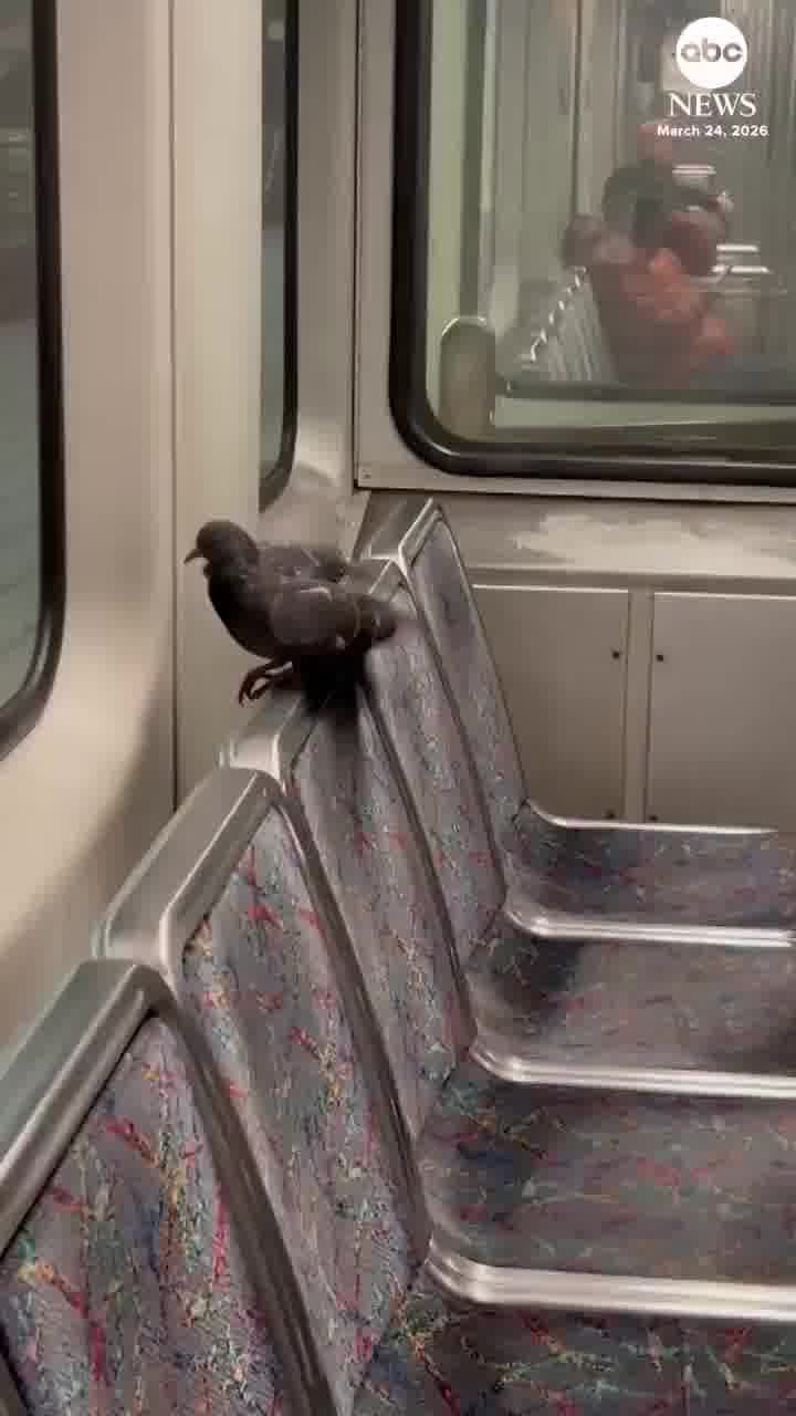 כשיונה אחת נחמדה יותר מרוב בני האדם