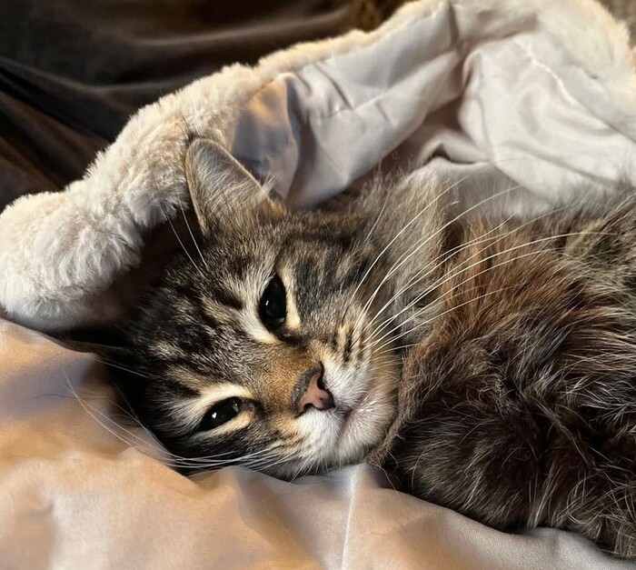 החתולה נורה החתולה נורה