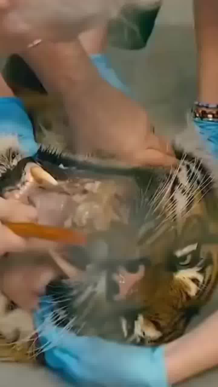 אם תהיתם איך נראה טיפול שיניים של טיגריס...