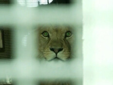 4 גורי אריות הוטסו מצ'כיה לגן חיות בישראל (צילום: חדשות)