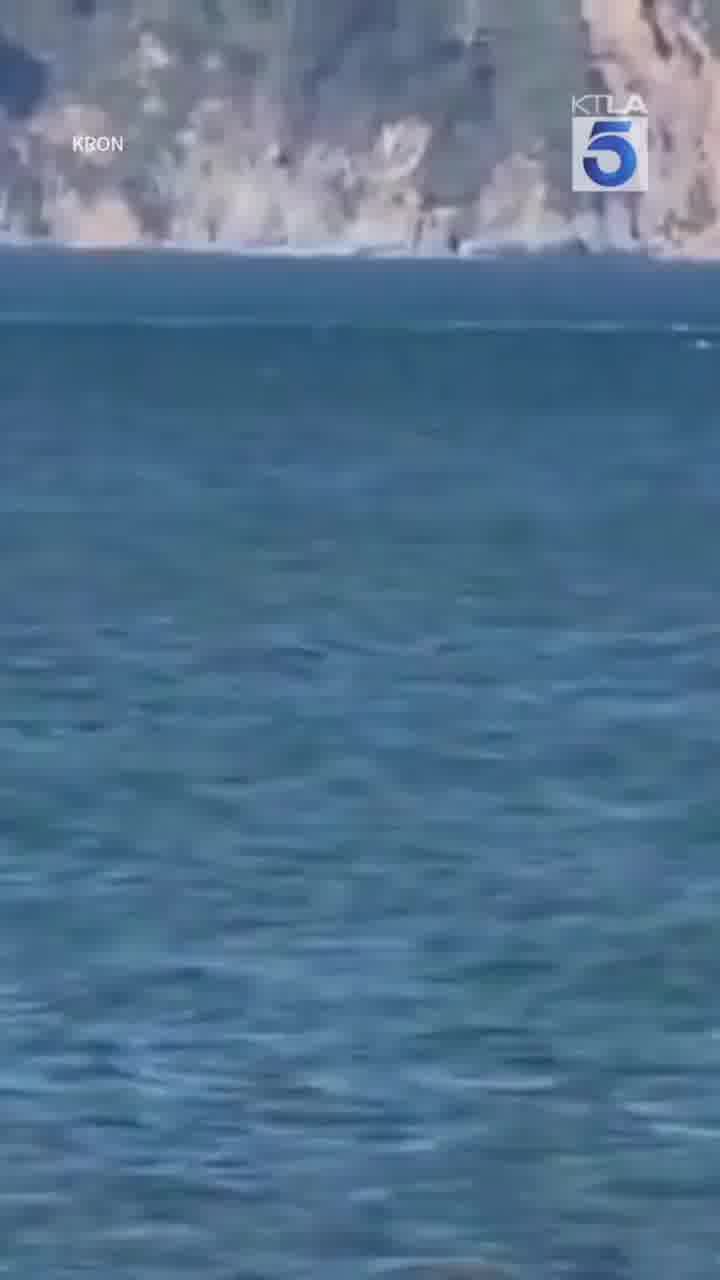 אופס: גולש הרוח נפל למים, אחרי שהתנגש בלוויתן