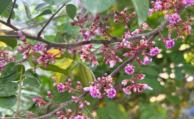 קרמבולה פרחים 