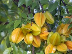 קרמבולה (צילום: shutterstock_ChWeiss)