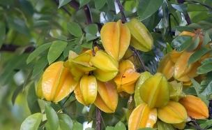 קרמבולה (צילום: shutterstock_ChWeiss)