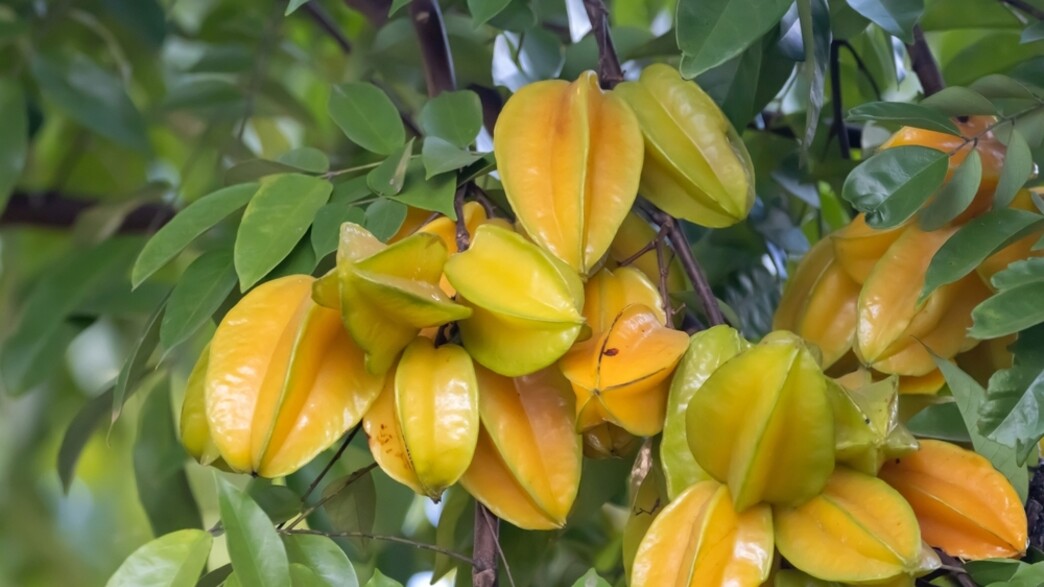 שפע בלתי נגמר: הקרמבולה המתוקה כובשת את הגינות