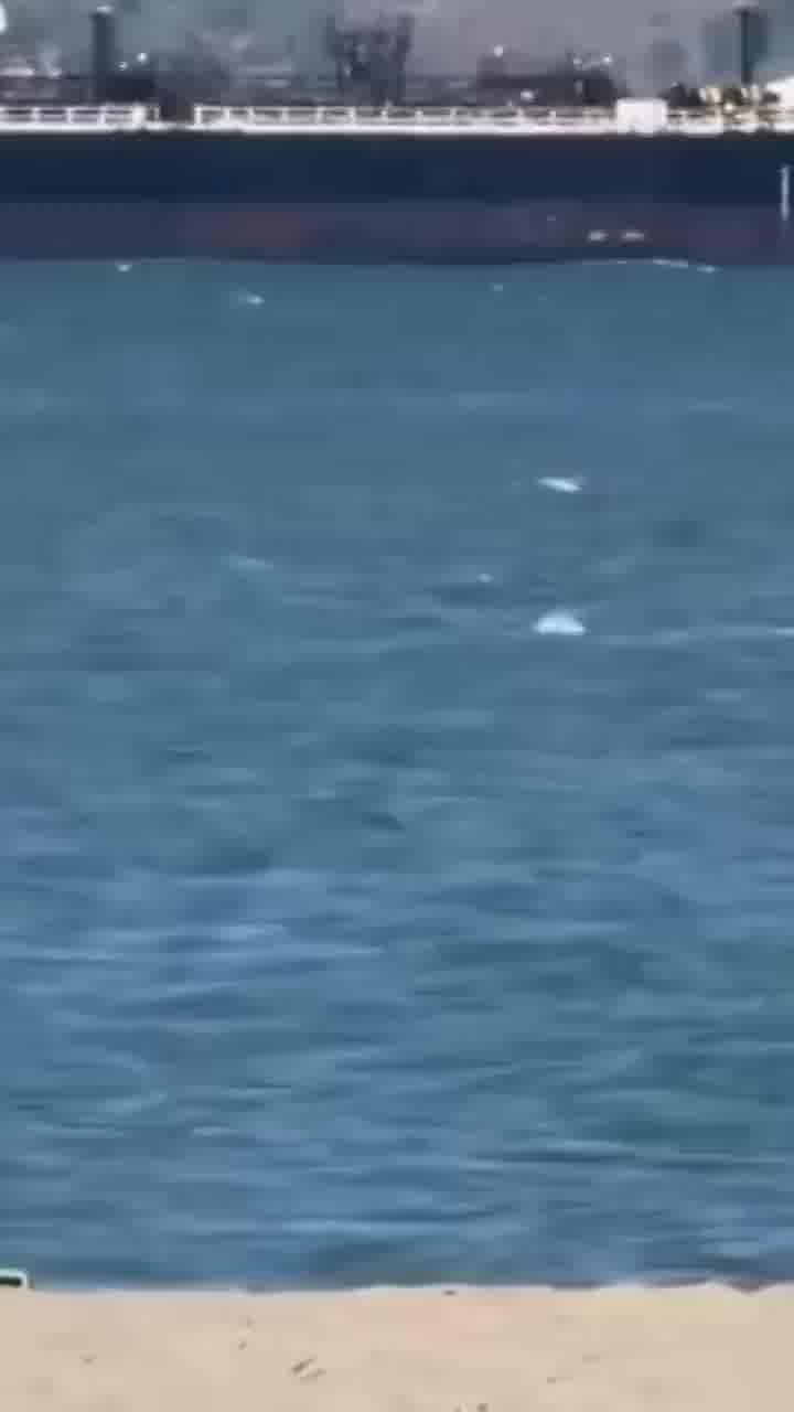 תאונה שלא רואים כל יום: הגולש לא בא טוב ללוויתן